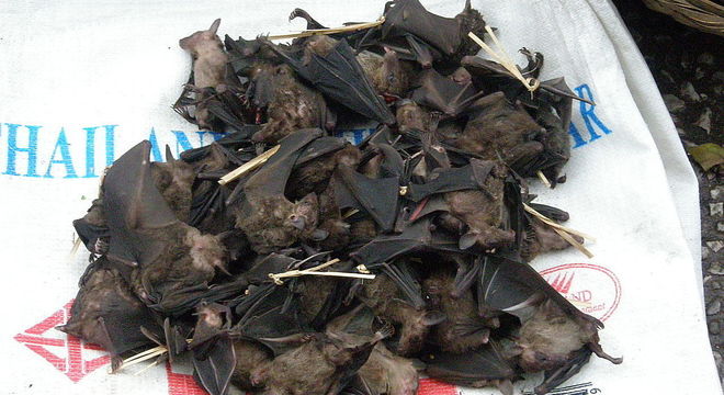 Consumo de morcegos é comum na Indonésia e em outros países da região