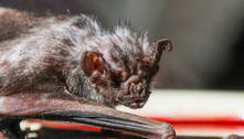 Como morcegos-vampiros sobrevivem com uma dieta de sangue?