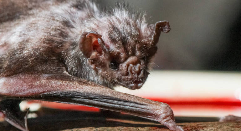 Morcegos-vampiros são os únicos mamíferos que se alimentam exclusivamente de sangue
