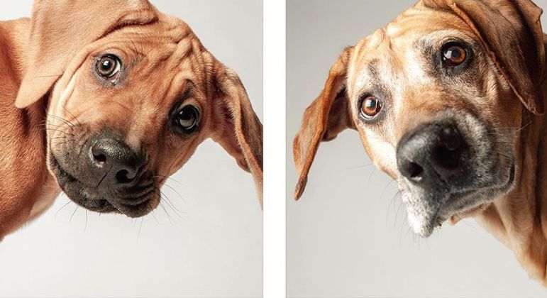 Morgan, um rhodesian ridgeback, à esquerda, em 2008, e à direita, em 2022
