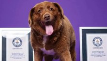 Cachorro mais velho do mundo morre aos 31 anos em Portugal