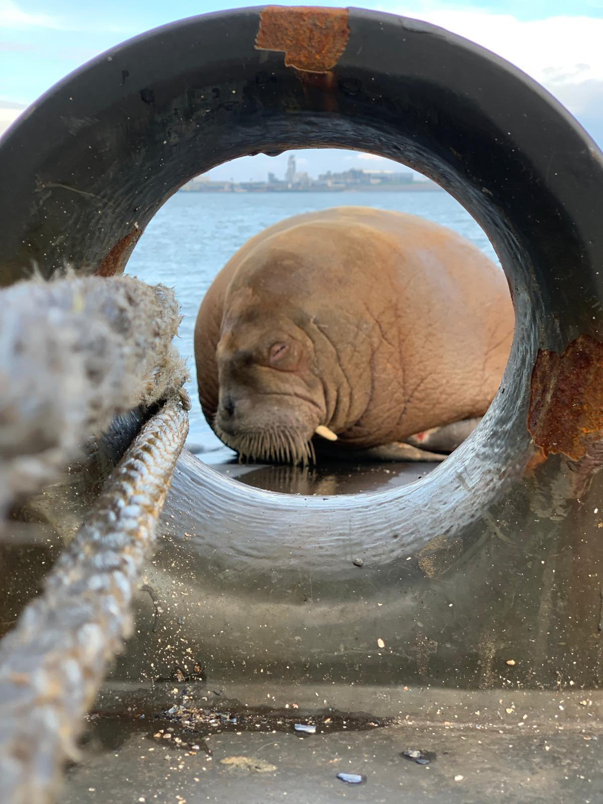 Cidade cancela réveillon por causa de morsa; animal se masturba durante  festa