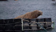 Peritos criam cama para deportar morsa destruidora de barcos