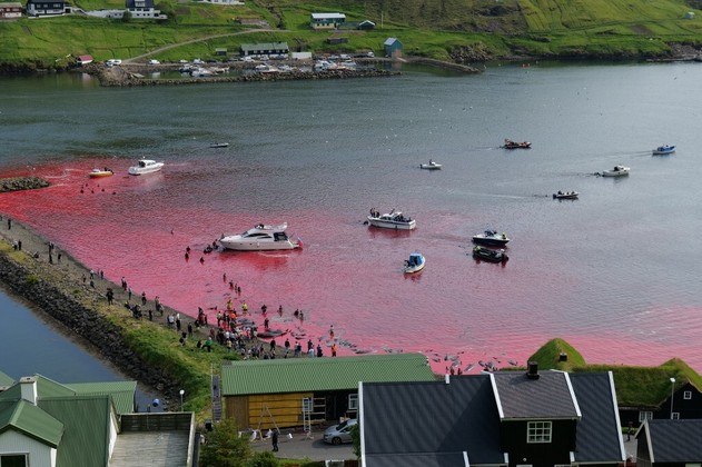 Morte golfinhos ilhas Faroe Dinamarca 