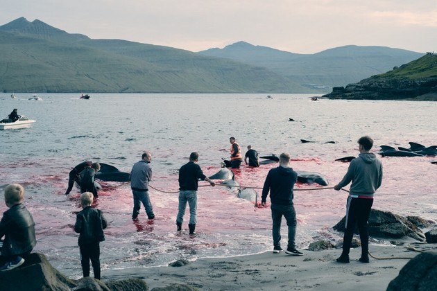 Morte golfinhos ilhas Faroe Dinamarca 