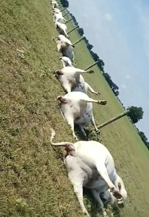 Ao todo, 15 vacas e oito bezerros morreramLEIA MAIS:&nbsp;Leão-marinho aparece do nada em praia e coloca banhistas para correr