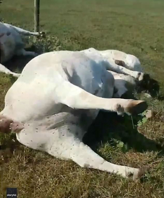 As imagens foram feitas pelo fazendeiro&nbsp;&nbsp;Bobby Woody III, em uma fazenda no condado de Red River, no Texas