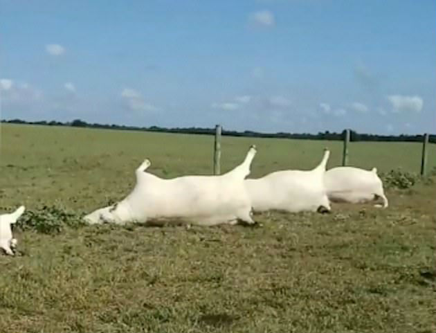 Uma das vacas até fez um pequeno voo e caiu no meio do campo