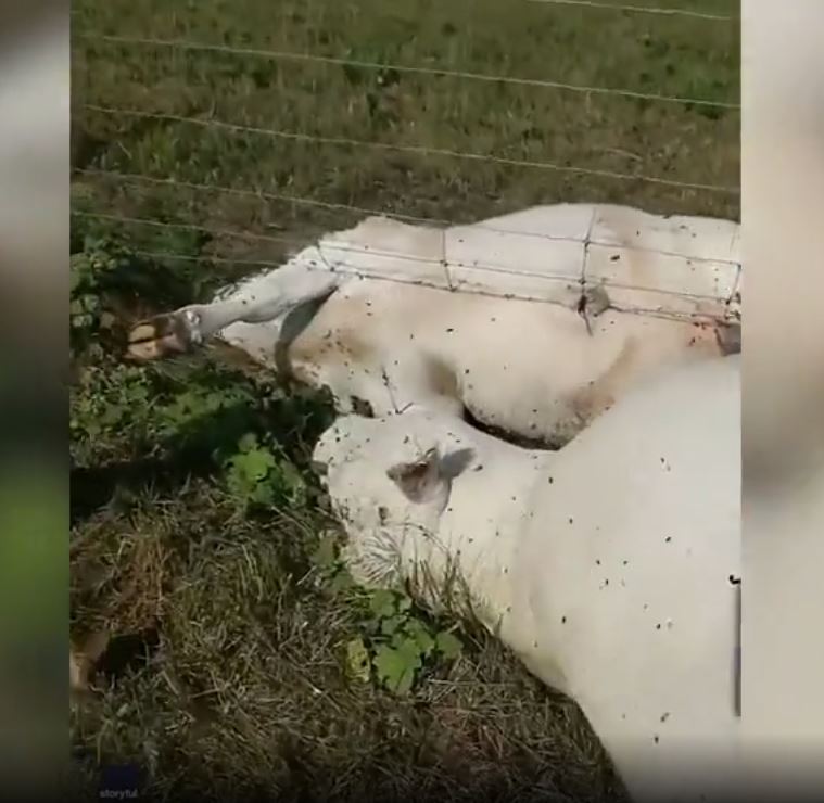 Algumas das vacas estavam cobertas de moscas