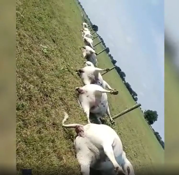 Havia marcas escuras no estômago, o que indica queimadurasLEIA MAIS:&nbsp;Achado especial! Pescador encontra lagosta raríssima de duas cores