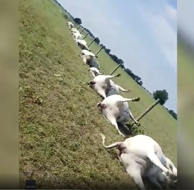 Ele deduz que o raio caiu na cerca de metal após ver a cena do acidente