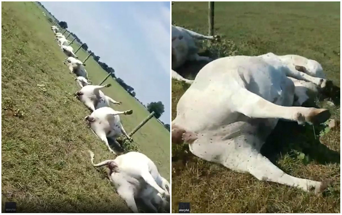 Um fazendeiro do Texas divulgou uma imagem assustadora: 23 vacas mortas após um raio cair em uma fazenda. A sequência é perturbadora: todas elas alinhadas e caídas exatamente da mesma forma