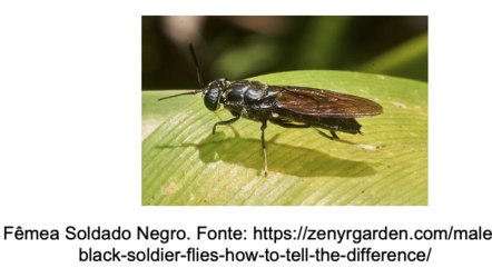 Mosca-soldado-negra 