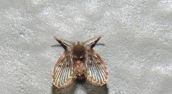 Moscas de banheiro - como elas surgem e formas de eliminar do ambiente