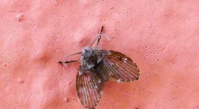 Moscas de banheiro - como elas surgem e formas de eliminar do ambiente