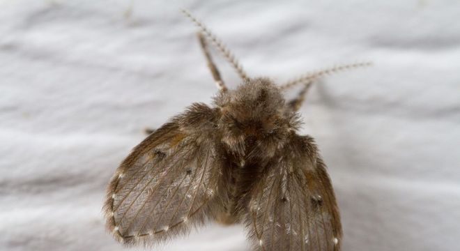Moscas de banheiro - como elas surgem e formas de eliminar do ambiente