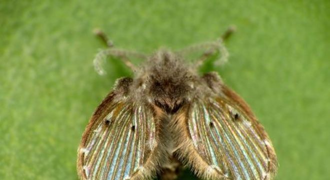 Moscas de banheiro - como elas surgem e formas de eliminar do ambiente