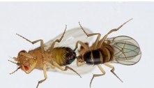 Poluição do ar está destruindo a vida sexual das moscas, revela estudo