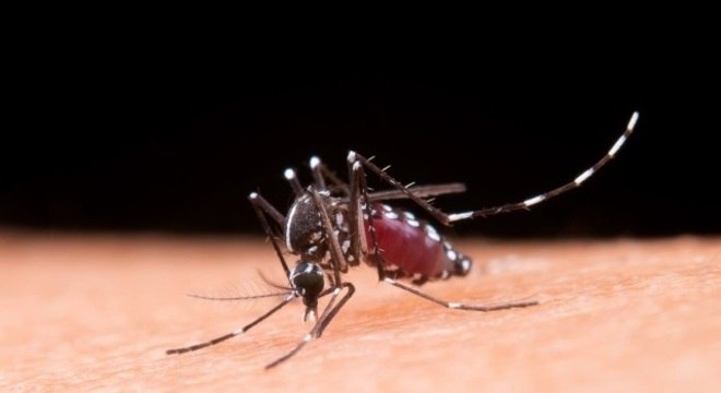 O mosquito Aedes aegypti é o transmissor da dengue, zika e chikungunya