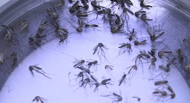 "Mosquitos transgênicos" podem reduzir o número de casos de dengue