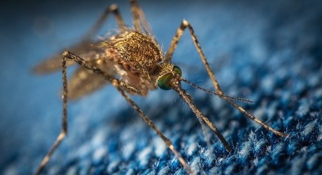 Estudo norte-americano aponta que mosquitos não transmitem covid-19