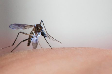 Minas tem mais de 66 mil casos de dengue em 2019