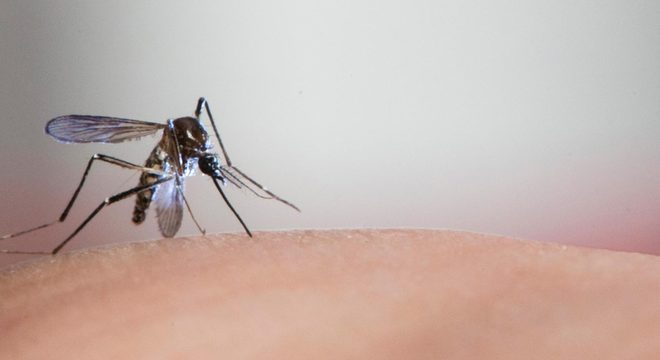 Mosquito Aedes aegypti, transmissor dos vírus da dengue e zika
