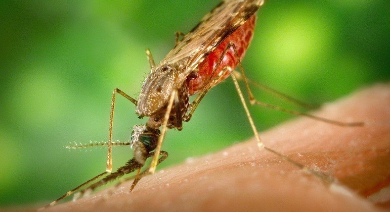 Mosquito Anopheles (foto) é o transmissor de protozoário causador da malária