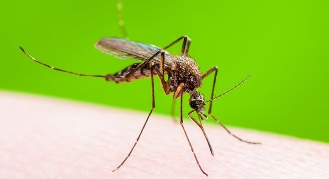 Solucoes Caseiras Conseguem Repelir Mosquitos Noticias R7