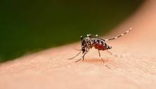 São Paulo tem quatro casos de dengue tipo 3, sem circulação há 15 anos