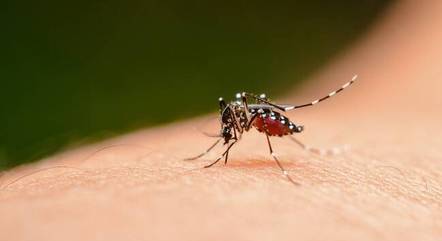 Dengue é transmitida por insetos ou aracnídeos