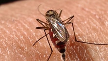 Mosquitos modificados são eficazes contra a dengue e chikungunya 