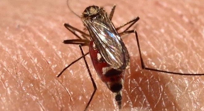 Entre dezembro e agosto, quase 1,5 milhão de brasileiros tiveram dengue