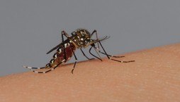 Brasil registra em três meses mais da metade dos casos de dengue em 2023 (Rodrigo Méxas e Raquel Portugal/ Acervo Fiocruz Imagens)