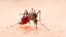 Número de casos de dengue notificados no DF cresce 288% 