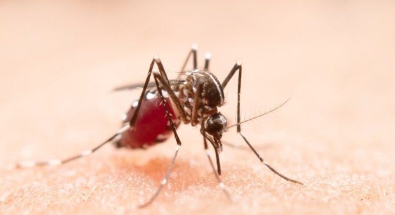 Prefeitura reforçou que segue intensificando plano de combate ao Aedes aegypti
