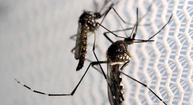 Brasil estima mais de 500 mil casos prováveis de dengue até o início de abril