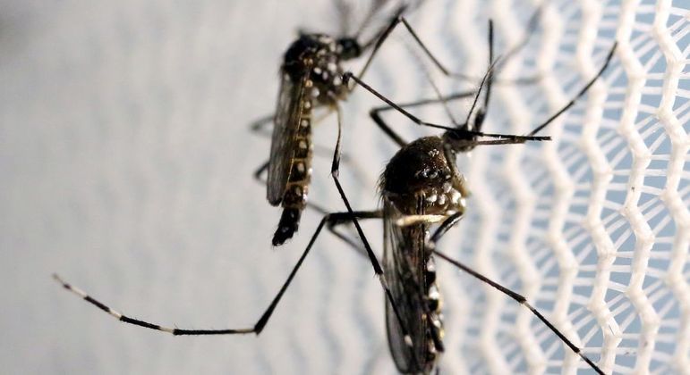 Pernilongo e mosquito da dengue têm diversas diferenças