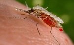 Mosquito malária Anopheles