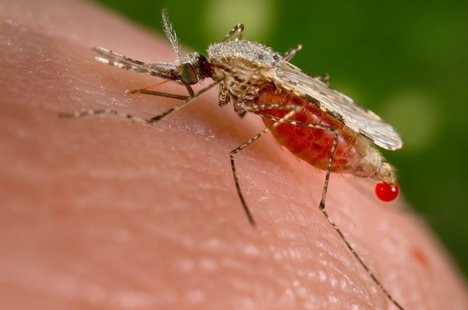 Os Anopheles transmitem a malária. A doença é transmitida por meio da picada da fêmea do mosquito Anopheles, infectada por Plasmodium, um tipo de protozoário. Esses mosquitos são mais abundantes ao entardecer e ao amanhecer. Também podem picar durante a noite, mas em menor quantidade. É frequente na região amazônica. Apenas as fêmeas transmitem a malária. Elas precisam de sangue para o desenvolvimento de seus ovos. Os machos se alimentam apenas de substâncias com açúcar, como néctar e seivas de plantas 