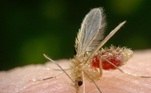 mosquito-palha leishmaniose