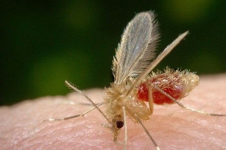 Mosquito-palha Ã© o transmissor da doenÃ§a