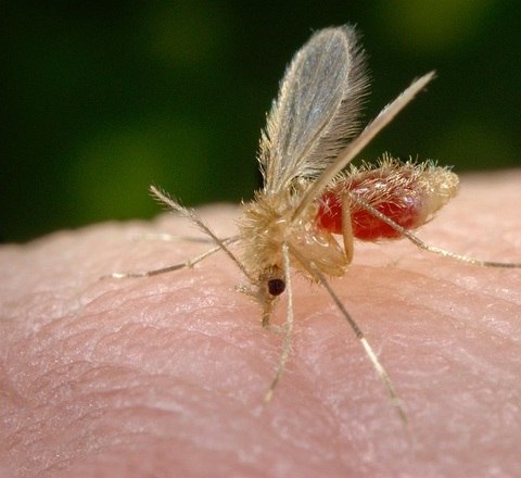 Os flebotomíneos, popularmente chamados de mosquito-palha, cangalhinha e birigui, transmitem a leishmaniose. São pequenos, de cor clara e pousam de asas abertas. Têm hábitos noturnos. A transmissão da doença ocorre quando fêmeas do mosquito picam uma pessoa ou um animal infectado, como cães, gatos e cavalos, e picam alguém saudável, transmitindo o protozoário Leishmania chagasi