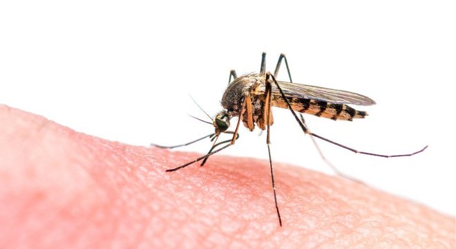 Método eliminaria a capacidade de mosquito transmitir malária