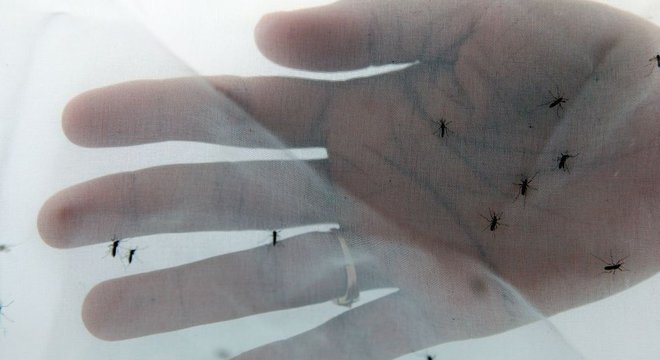 No experimento da Universidade de Princeton, pesquisadores instigaram mosquitos com cheiros vindos de humanos