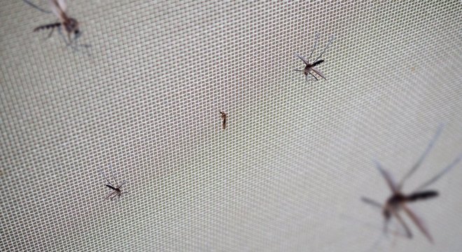 Receptor AHR mostrou ter papel fundamental na transmissão dos vírus da zika e dengue, transmitidos pelo mosquito Aedes aegypti, indicam estudos