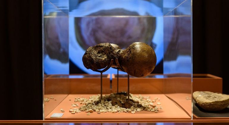 Exposição na Fiesp em SP apresenta o mundo de Charles Darwin – Notícias