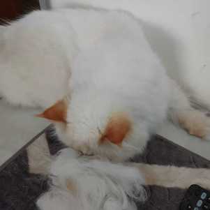 Moti e sua bola de pelos