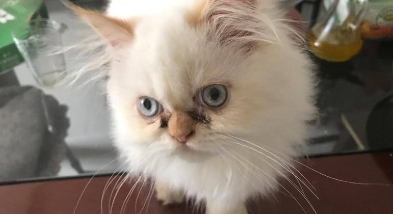 O gatinho persa Moti exemplifica as características da raça: carinha achatada e os olhos bem salientes