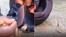 Motociclista encontra naja escondida no capacete, ao deixar local de trabalho